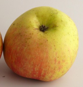 Trennfurter Renette6